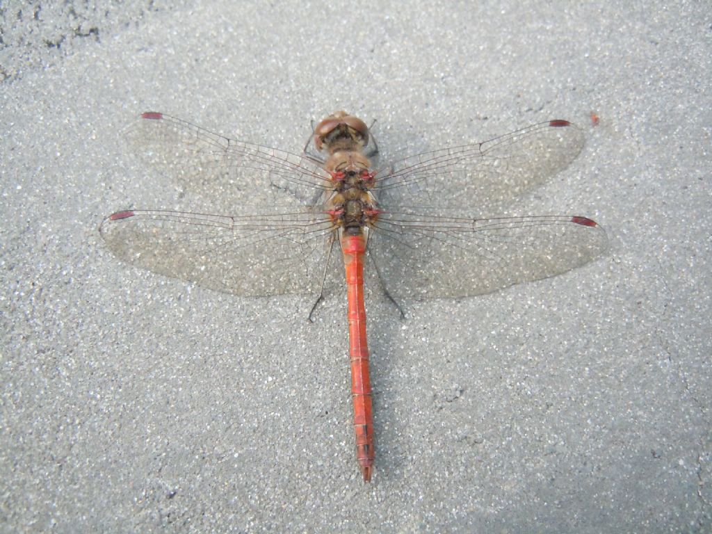 Sympetrum striolatum maschio